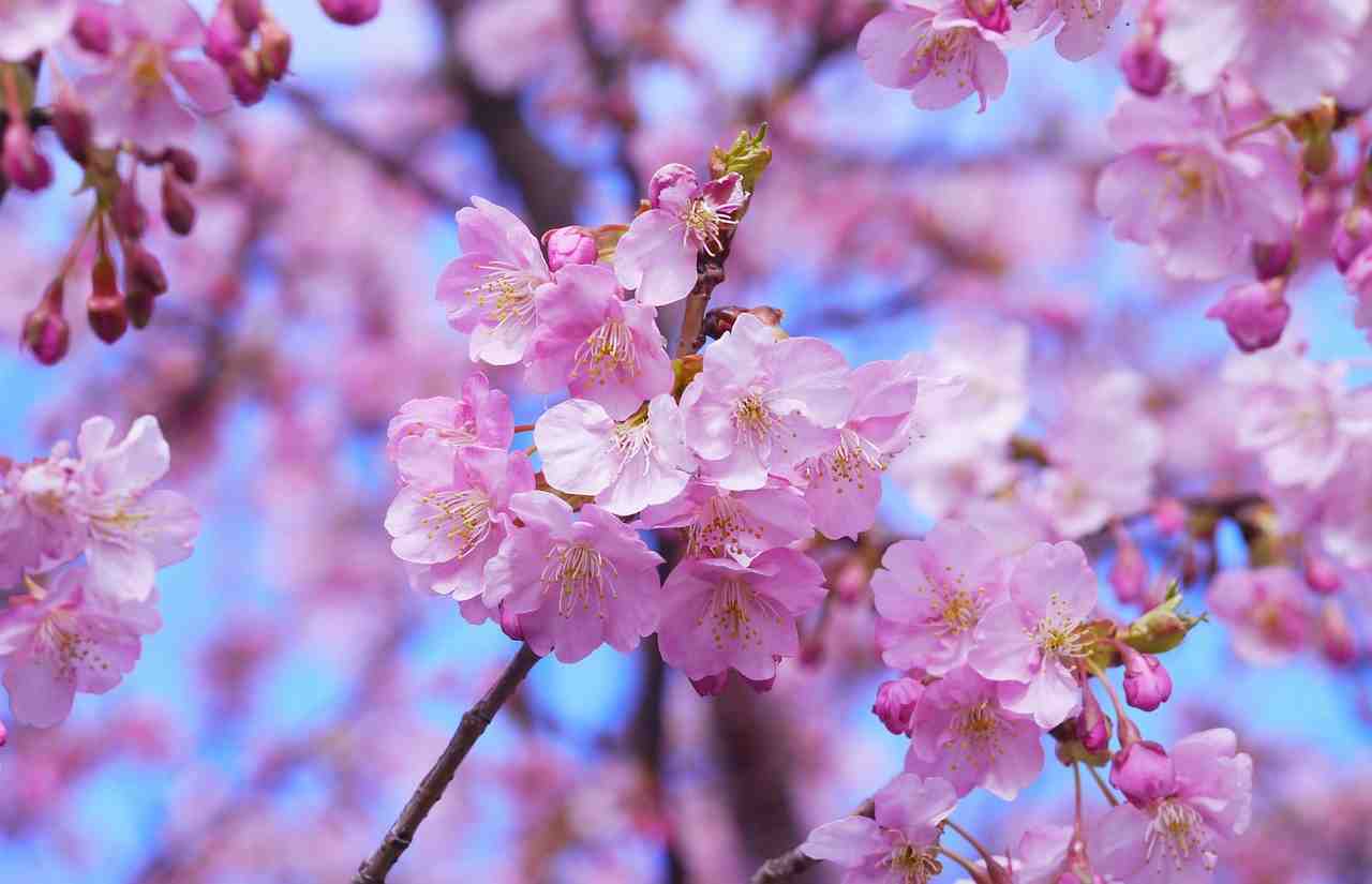 fleurs de cerisier, arbre de la cerise, japon
