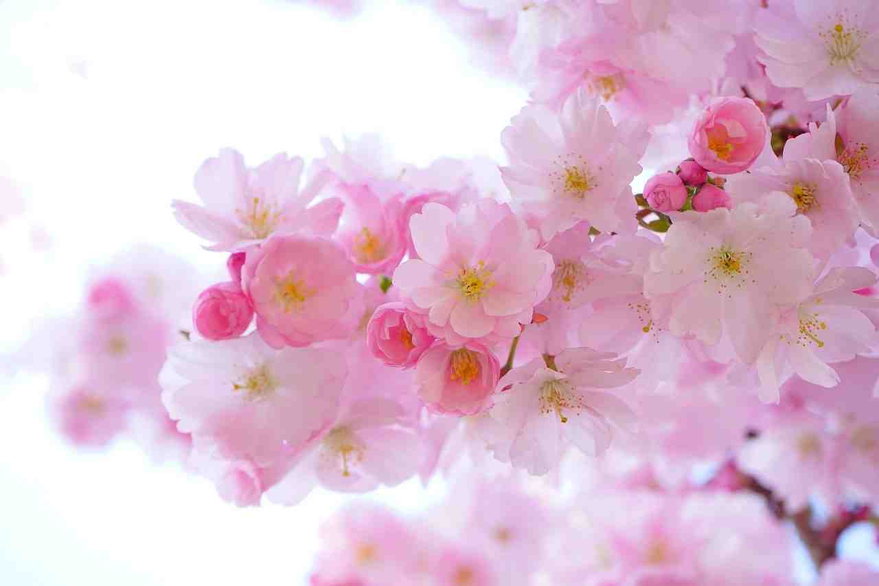 arbres japonais cerisier, fleurs, printemps